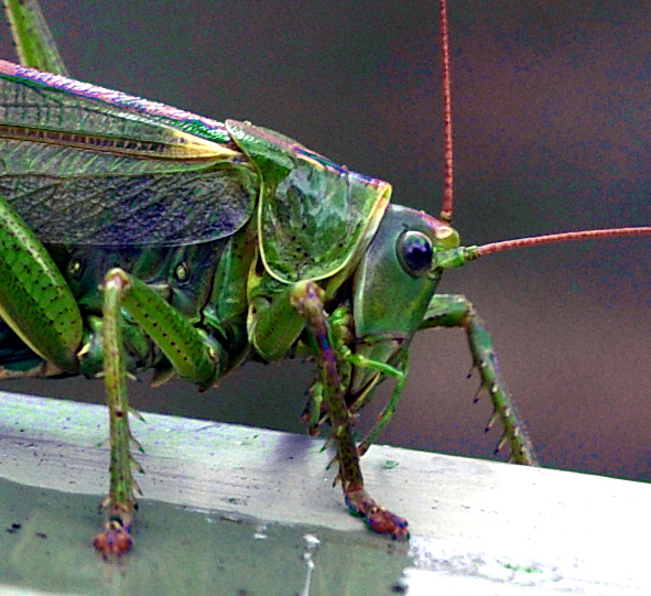 La grande sauterelle verte (<em>Tettigonia viridissima</em>). L'animal photographié est une femelle (oviscapte ou tube de ponte).  <br />Classification : Insectes / Orthoptères / famille des Tettigoniidae.